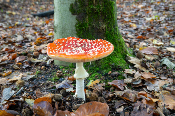 Bridgeweekend Berg en Dal 3 oktober